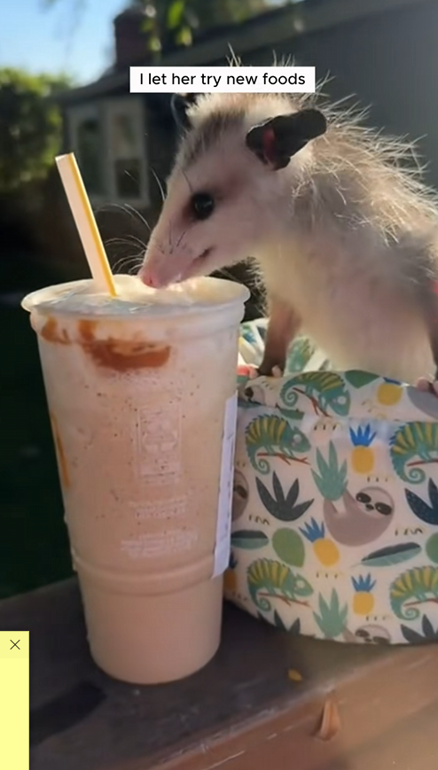 C1109001 Girl adopted an abandoned baby opossum and then animal_part2