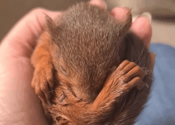 C1109002 Girl and her dog found a baby squirrel in the garden and adopted it _part2