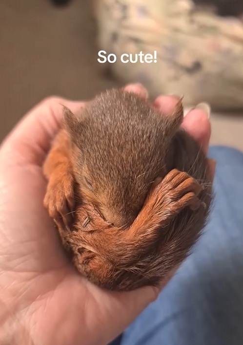 C1109002 Girl and her dog found a baby squirrel in the garden and adopted it _part2