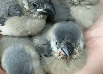 C1109003 Girl found an abandoned bird nest in the grill and adopted them animal_part2