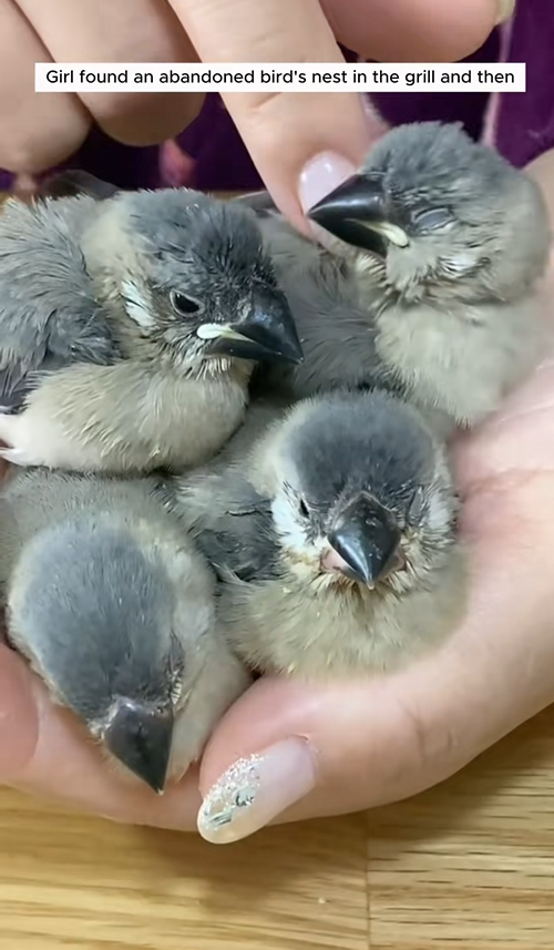 C1109003 Girl found an abandoned bird nest in the grill and adopted them animal_part2