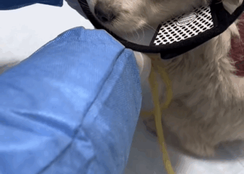 C0509009 Rescue a puppy with skin ulcers abandoned in a deserted area_part2