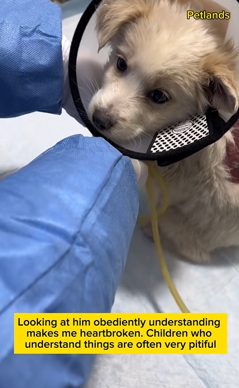 C0509009 Rescue a puppy with skin ulcers abandoned in a deserted area_part2