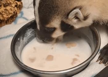 C1109004 Girl found lost baby badger and adopted it animal _part2