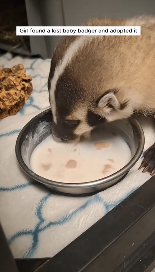 C1109004 Girl found lost baby badger and adopted it animal _part2