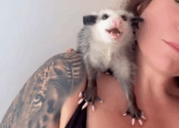 C1109005 Girl found lost baby opossum at the restaurant door and brought it_part2