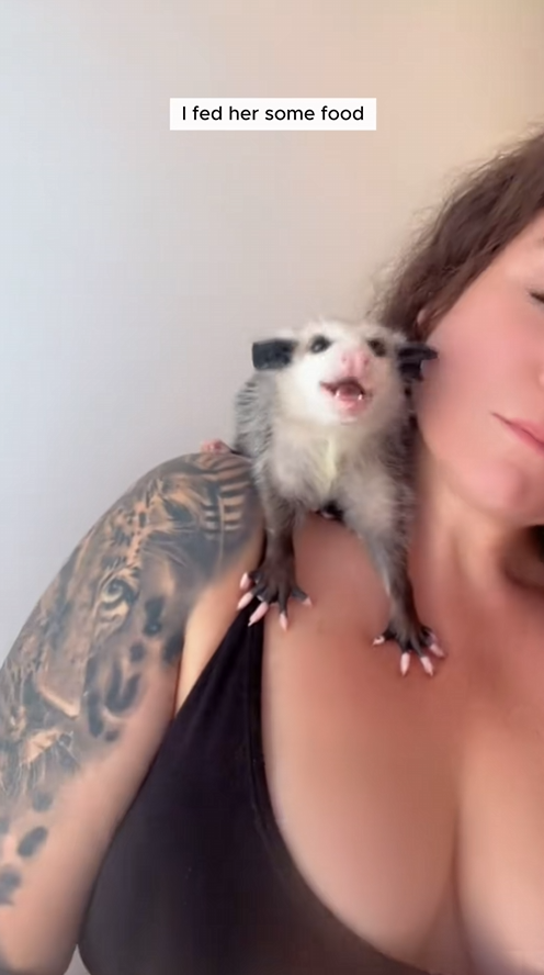 C1109005 Girl found lost baby opossum at the restaurant door and brought it_part2