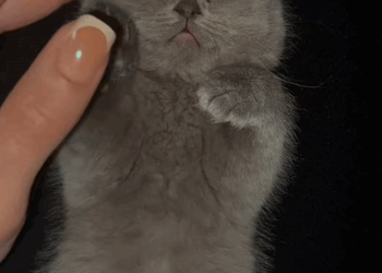 C1109006 Girl found lost kitten and adopted it with love animal_part2