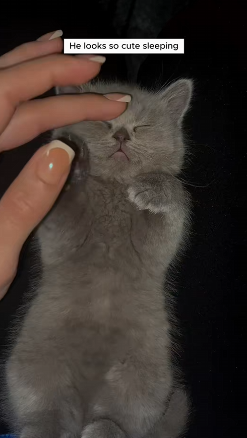 C1109006 Girl found lost kitten and adopted it with love animal_part2