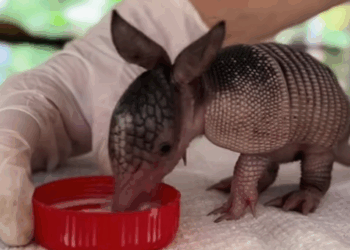 C1109008 Man adopted cute baby armadillo and then animal _part2