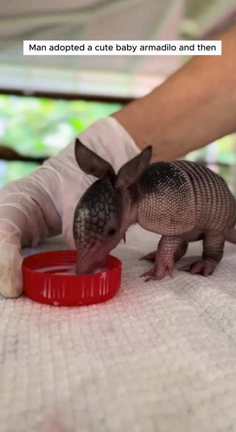 C1109008 Man adopted cute baby armadillo and then animal _part2