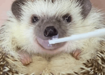 C1109009 Man rescued a hedgehog stuck in fence and then _part2