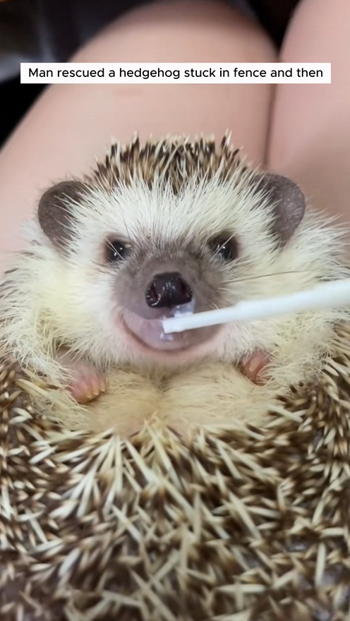 C1109009 Man rescued a hedgehog stuck in fence and then _part2