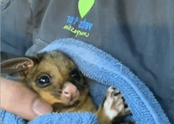 C1109010 Man rescued baby possum from crows attack animal _part2