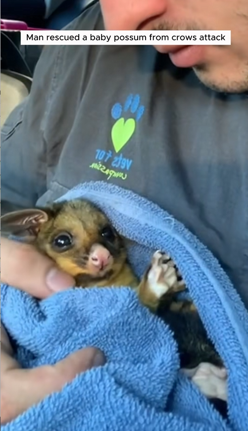 C1109010 Man rescued baby possum from crows attack animal _part2