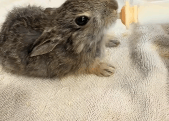 C1109011 My cat brought home a baby rabbit and I adopted it with love _part2