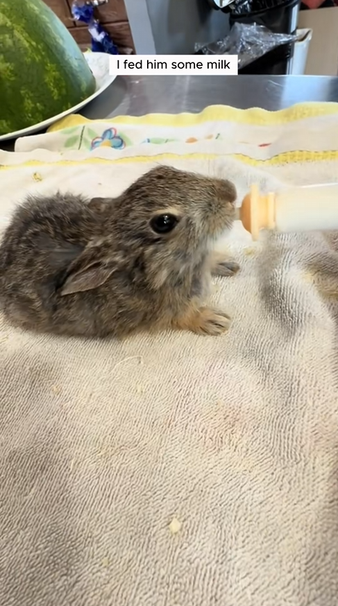 C1109011 My cat brought home a baby rabbit and I adopted it with love _part2