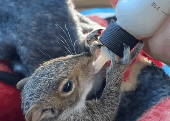 C1109012 My dog found a baby squirrel on the road and I adopted it _part2