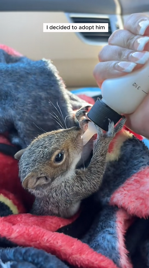 C1109012 My dog found a baby squirrel on the road and I adopted it _part2