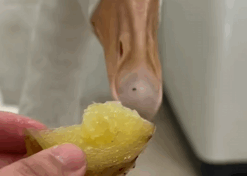 C1109013 The woman rescued poor goose from dogs attack animal _part2