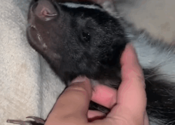 C1109014 This couple rescued a skunk trapped in skate bowl and adopted it _part2