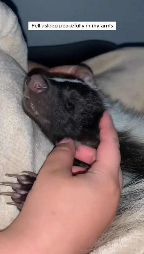 C1109014 This couple rescued a skunk trapped in skate bowl and adopted it _part2
