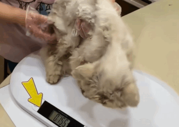 C1209001 A stray cat was rummaging through the trash can for food.It was dirty_part2