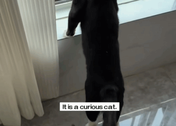 C1209002 found cat in the hole in the wall.I patted its head and then_part2