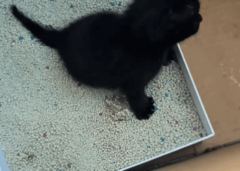 C1209003 found little cat in the rain.I saved it right away.and then rescue_part2