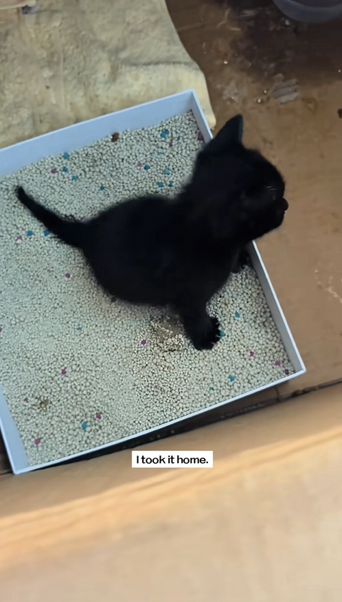 C1209003 found little cat in the rain.I saved it right away.and then rescue_part2