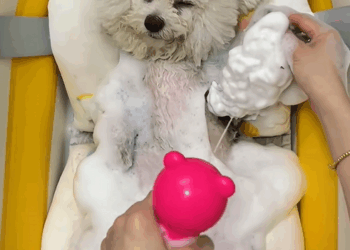 C1209004 found little dog that had fallen into the water.I jumped into and rescue_part2