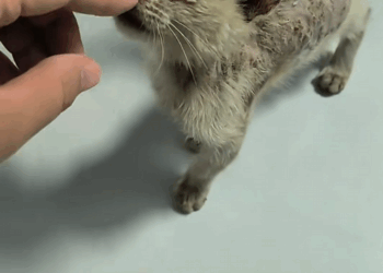 C1209005 found stray cat by the roadside.It was so pitiful that decided _part2