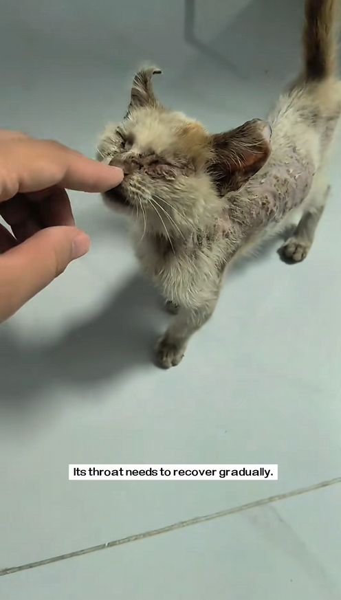 C1209005 found stray cat by the roadside.It was so pitiful that decided _part2