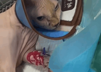 C1209006 found very thin stray cat.It so pitiful.I decided to take it home_part2