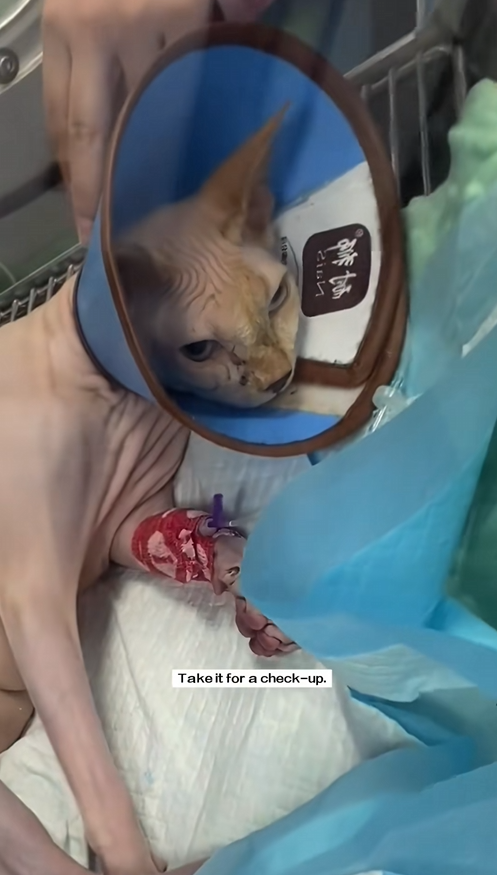 C1209006 found very thin stray cat.It so pitiful.I decided to take it home_part2