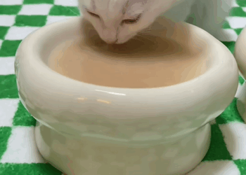 C1209007 heard the sound of cat in the sewer.I saved it_part2