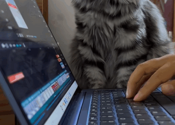 C1209008 I found a very thin stray cat.It’s looking for food everywhere._part2