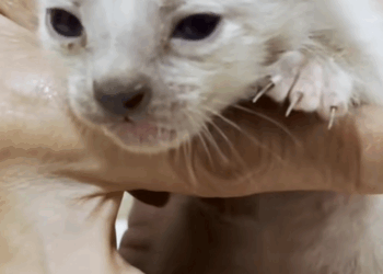 C0110002 If you met kitten like would you adopt it Rescue kitten_part2