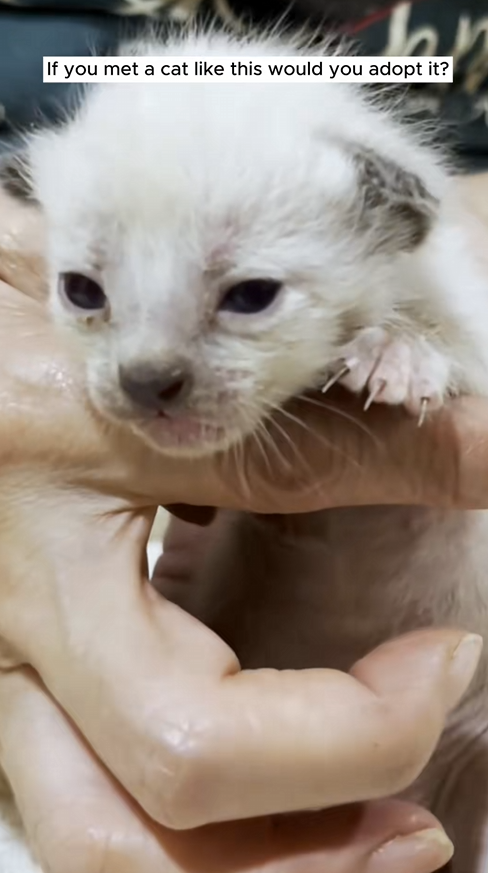 C0110002 If you met kitten like would you adopt it Rescue kitten_part2