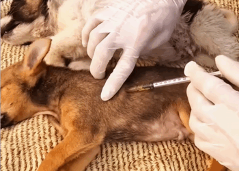 C0110010 Rescue puppies on road_part2