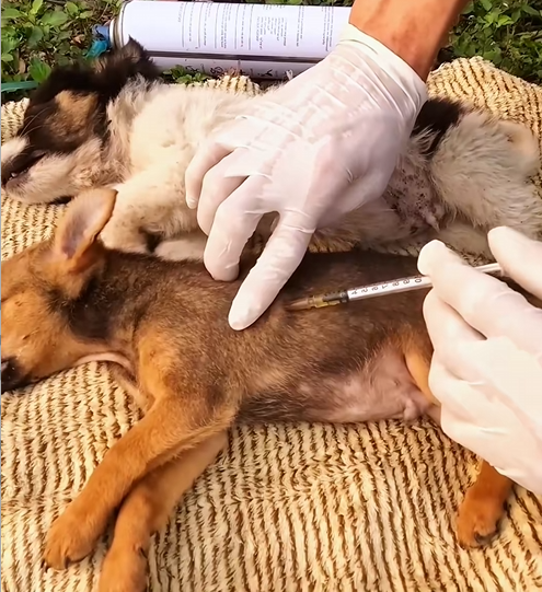 C0110010 Rescue puppies on road_part2