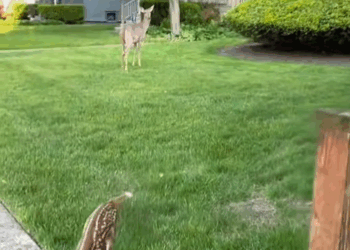 C0810025_rescued fawn had fallen into pile of fallen leaves the…_part2