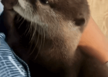 C0810026_encountered an otter while rowing boat then #rescue #animals_part2