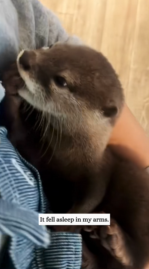 C0810026_encountered an otter while rowing boat then #rescue #animals_part2