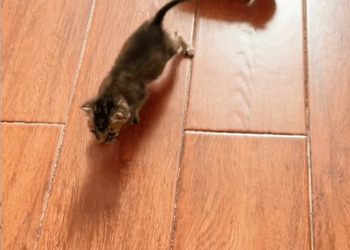 C0810027_Not long ago,my dog found two newborn kittens in grass then_part2