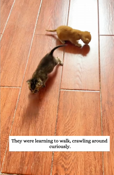 C0810027_Not long ago,my dog found two newborn kittens in grass then_part2