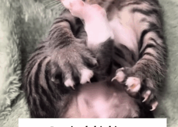 C0810028_little kitty seemed to be frozen stiff then_part2