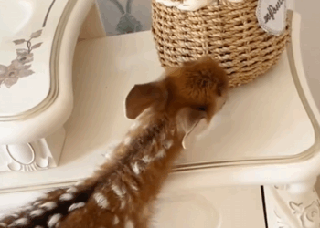 C0810029_little fawn suddenly showed up at my doorstep then_part2