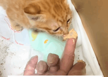 C0810030_While was taking walk,I heard cat meowing loudly garbage_part2