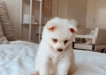 C0910001_couple found puppy raised it until one day they discovered it…_part2